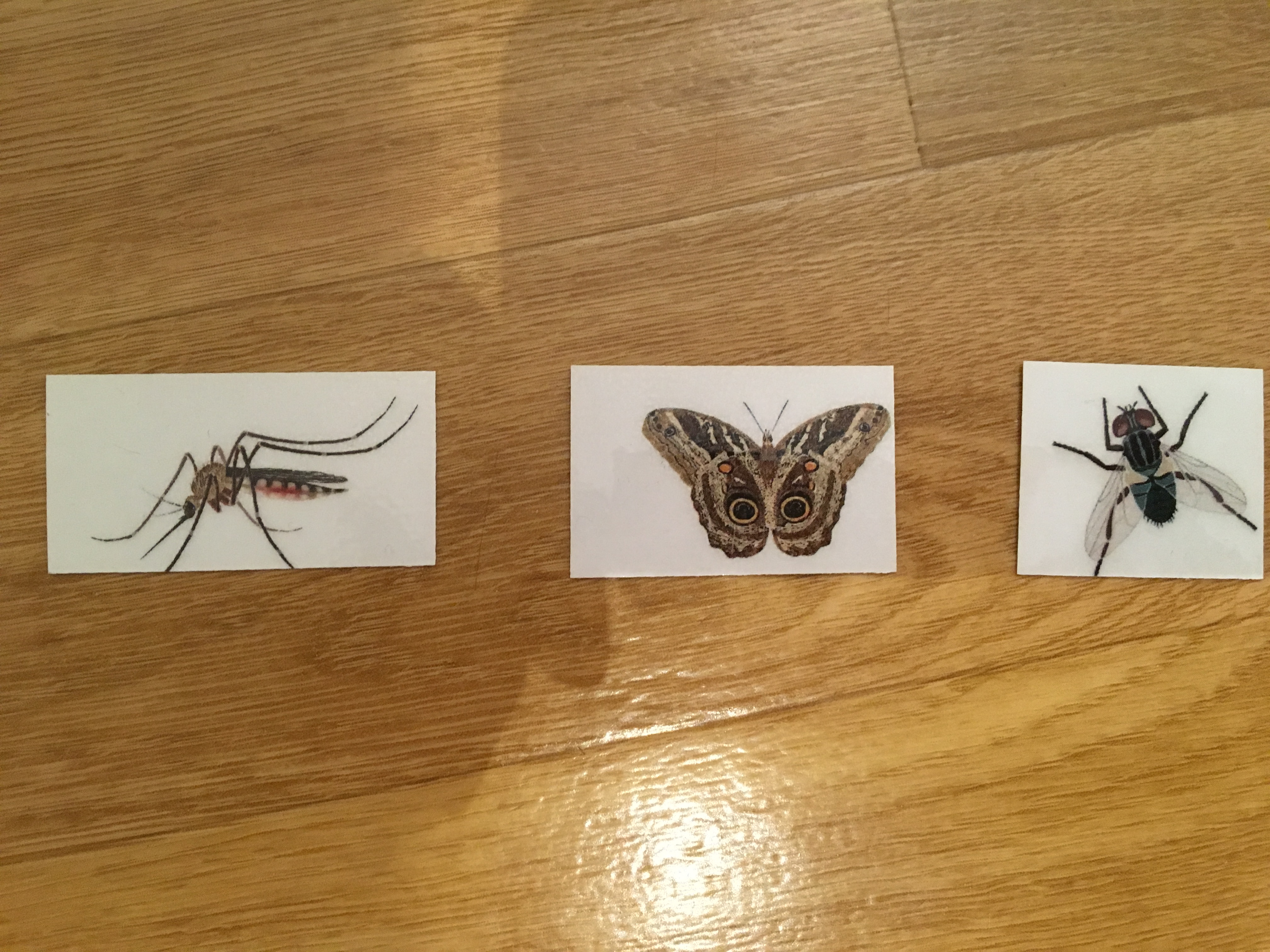 "Catch a bug" game : mosquito, moth and fly