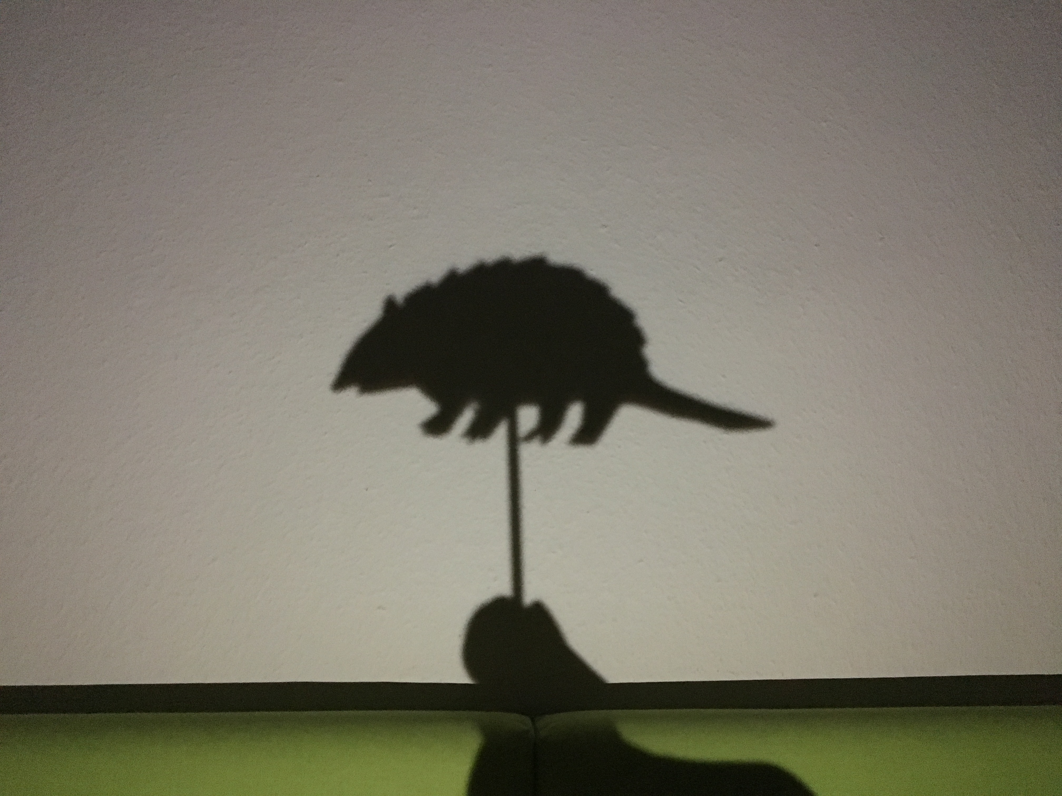 Shadow play - armadillo